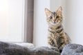 Partly blind tabby cat looking curious to the camera.