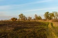 Partly burned field in the spring