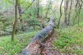 Partly decayed trunk of fallen tree in the forest