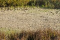 The partly dry bottom of the lake is surrounded by tall grass and silt. Royalty Free Stock Photo