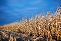 Partly harvested corn field at dusk Royalty Free Stock Photo