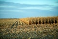 Partly harvested corn field in evening light Royalty Free Stock Photo