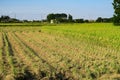 Partly harvested rice paddy field in Kasukabe