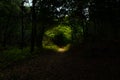 Partly Illuminated path in the Dark forest Royalty Free Stock Photo