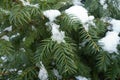 Partly Melted Snow On Branch Of Yew