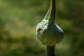 Partly opened green bud of leek showing the inflorescence with its many small white flowers, producing new seeds in the vegetable Royalty Free Stock Photo