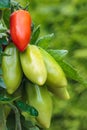 Partly ripened San Marzano tomatos in a vegetable garden