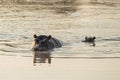 Partly submerged hippopotamus Hippopotamus amphibius, or hippo, its eyes and ears only above the water in Krueger Park, South Royalty Free Stock Photo