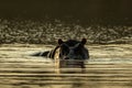 Partly submerged hippopotamus Hippopotamus amphibius, or hippo, its eyes and ears only above the water in Krueger Park, South Royalty Free Stock Photo