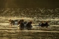 Partly submerged hippopotamus Hippopotamus amphibius, or hippo, its eyes and ears only above the water in Krueger Park, South Royalty Free Stock Photo