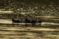 Partly submerged hippopotamus Hippopotamus amphibius, or hippo, its eyes and ears only above the water in Krueger Park, South Royalty Free Stock Photo