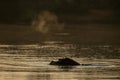 Partly submerged hippopotamus Hippopotamus amphibius, or hippo, its eyes and ears only above the water at sunset in Krueger Park Royalty Free Stock Photo