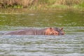 A partly submerged hippopotamus Hippopotamus amphibius, or hippo, Murchison Falls National Park, Uganda.