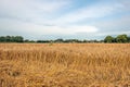 Partly threshed field with ripe wheat Royalty Free Stock Photo