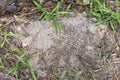 Partly wet fire ant mound Royalty Free Stock Photo