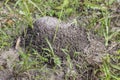 Partly wet fire ant mound Royalty Free Stock Photo
