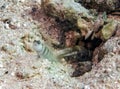A partner goby and shrimp in the Red Sea Royalty Free Stock Photo
