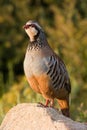 Partridge