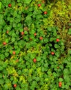 Partridge Berry Royalty Free Stock Photo