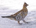 Partridge Bird