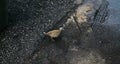 A Partridge On The Road Royalty Free Stock Photo