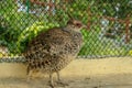 Partridge bird at Himalayan Bird Park, Shimla, India