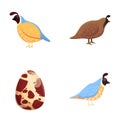 Partridge bird icons set cartoon vector. Variegated wild bird Royalty Free Stock Photo