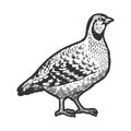 Partridge bird sketch engraving vector