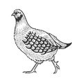 Partridge bird sketch engraving vector