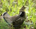 Partridge Bird Stock Photos.   Grouse struts mating plumage Royalty Free Stock Photo