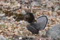 Partridge Bird Stock Photos.   Grouse struts mating plumage Royalty Free Stock Photo