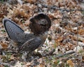 Partridge Bird Stock Photos.   Grouse struts mating plumage. Picture. Portrait. Image. Blur background. Royalty Free Stock Photo