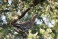 Partridge Bird Stock Photos.  Image. Picture. Portrait.  Autumn season partridge. Brown feathers plumage. Perched on tree branch Royalty Free Stock Photo