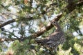 Partridge Bird Stock Photos.  Image. Picture. Portrait.  Autumn season partridge. Brown feathers plumage. Perched on tree branch Royalty Free Stock Photo