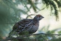 Partridge Bird Stock Photos.  Image. Picture. Portrait.  Autumn season partridge. Brown feathers plumage. Perched on tree branch Royalty Free Stock Photo