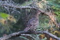 Partridge Bird Stock Photos.  Image. Picture. Portrait.  Autumn season partridge. Brown feathers plumage. Perched on tree branch Royalty Free Stock Photo