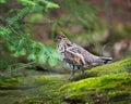 Partridge Bird Stock Photos. Partridge bird close-up profile view. Partridge autumn season