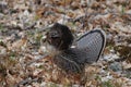 Partridge Bird Stock Photos.   Partridge bird Grouse struts mating plumage Royalty Free Stock Photo