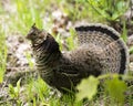 Partridge Bird Stock Photos.   Partridge bird Grouse struts mating plumage Royalty Free Stock Photo