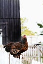 Partridge Cochin Hen Royalty Free Stock Photo