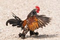 Partridge Cochin Rooster Royalty Free Stock Photo