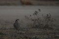 A Partridge at Dawn Royalty Free Stock Photo