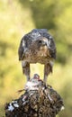 Partridge eagle Royalty Free Stock Photo