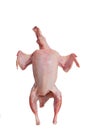 Partridge fresh bird isolated