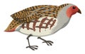 Partridge