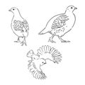 partridge, grouse sketch birds in the village, poultry