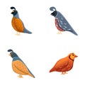 Partridge icons set cartoon vector. Variegated wild bird Royalty Free Stock Photo