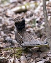 Partridge Stock Photos. Grouse struts mating plumage.  Mating season. Fan tail. Brown colour feathers plumage. Spring season. Royalty Free Stock Photo