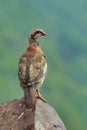 Partridge in the mountains on the island of Madeira Royalty Free Stock Photo