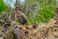 Partridge in the mountains on the island of Madeira Royalty Free Stock Photo